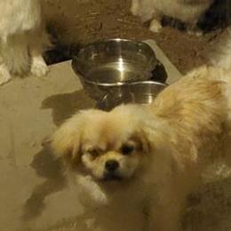 Chihuahuas and Tibetan Spaniels from Firebird Farms