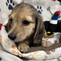 White - Cream female Dachshund puppy in Cumby, Texas from Dog Daze Ranch
