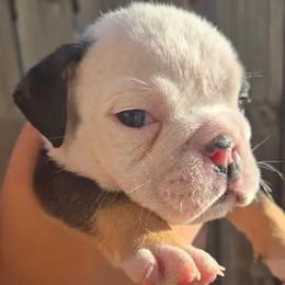 Rocker - Black tri-color male Bulldog puppy in Perris, California from Ohana_626_kennels