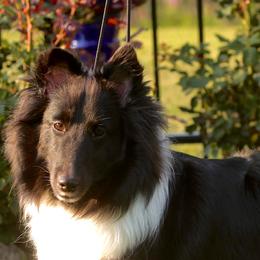 Bear - Shetland Sheepdog