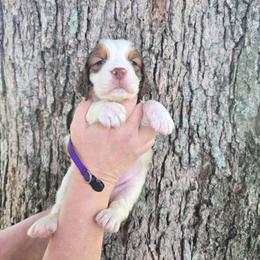 Purple boy - Liver white and roan male English Springer Spaniel puppy in Henagar, Alabama from Windy Oak Kennels