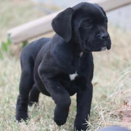 Girl 1 - Black female Cane Corso puppy in Kaufman, Texas from Phantom Corsos