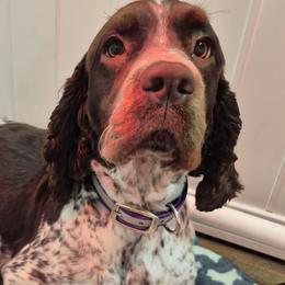 Gracie - English Springer Spaniel