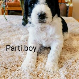 Goldendoodle Puppies from Ninnie's Doodles