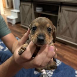 Girl 2 - Sable female Dachshund puppy in Mobile, Alabama from Lady and the Tramp Dachshunds
