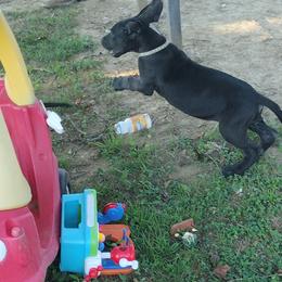 Great Dane Puppies from Morgan's North Alabama Danes