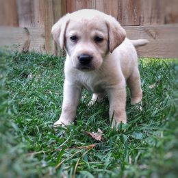 Darcy-boy 3 - Yellow male Labrador Retriever puppy in Silsbee, Texas from AZ Kennels LLC