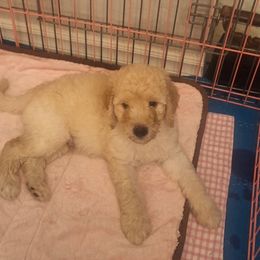 Bernedoodle Puppies from Jersey Girl's Doodles