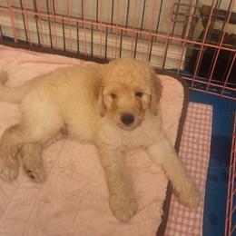 Bernedoodle Puppies from Jersey Girl's Doodles