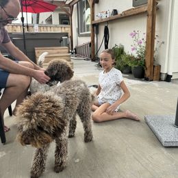 Lagotto Romagnolo Puppies from Anna’s Lagottos