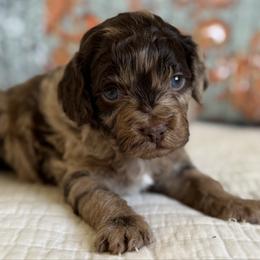 Cosmo - Merle male Cavapoo puppy in Beckley, West Virginia from By Design Doodles