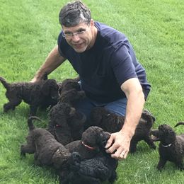 Poodle Puppies from Poodle Sense