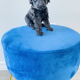 Poodle Puppies from Agape Standard Poodles