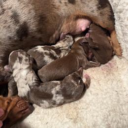 Dachshund puppies from Cruzan Dachshunds