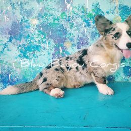 Boy #1 - Blue merle and white Cardigan Welsh Corgi puppy in Natchitoches. La, Louisiana from Bleu Bayou Corgis