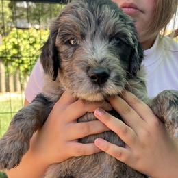 Gray collar - Merle male Goldendoodle puppy in Fairfield, California from Twin Sisters Doodles