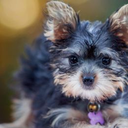 Yorkshire Terriers from Lena's Yorkies