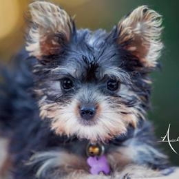 Yorkshire Terriers from Lena's Yorkies