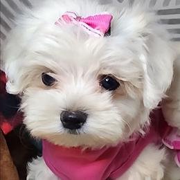 AKC Gracie - White female Maltese puppy in The Villages, Florida from My Precious Pups