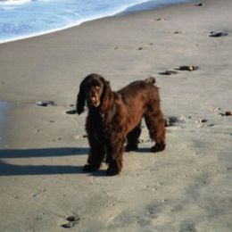 Field Spaniel All Grown Up from SandsCape Field Spaniels