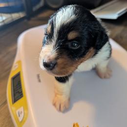 Miniature American Shepherd Puppies from Magnolia Tree Miniature American Shepherds