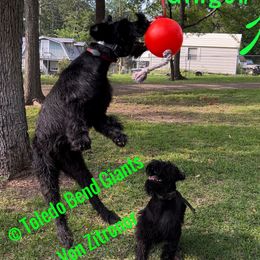 Ginger - Giant Schnauzer