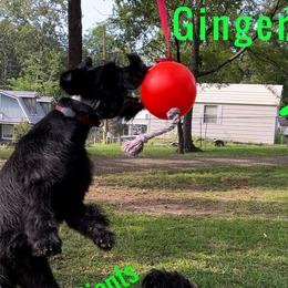 Ginger - Giant Schnauzer
