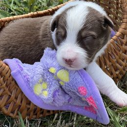 Scout - Red tri-color male Australian Shepherd puppy in Springfield, Oregon from Shelter Cove Aussies