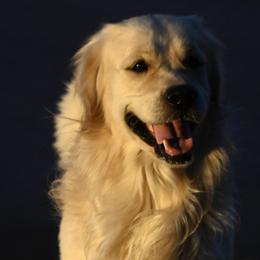 Henry - Golden Retriever