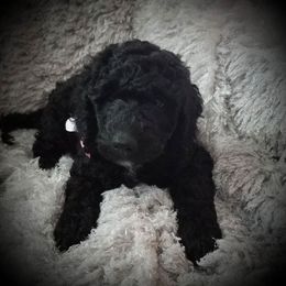 Poodle Puppies from A &A Pinedale Woods Standard Poodles