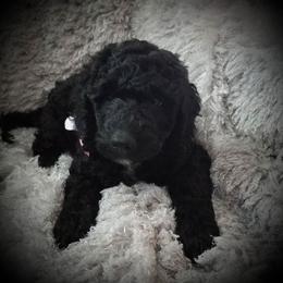 Poodle Puppies from A &A Pinedale Woods Standard Poodles