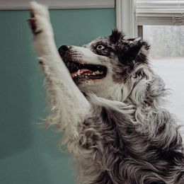 Australian Shepherds from My Home Australian Shepherds