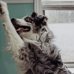 Australian Shepherds from My Home Australian Shepherds