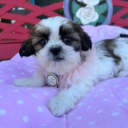Rainbow - Black gold and white female Shih Tzu puppy in Hemet, California from Aloha Shih Tzu