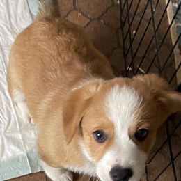 American Corgi and Pembroke Welsh Corgi Puppies from Emma’s Corgi’s