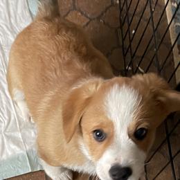 American Corgi and Pembroke Welsh Corgi Puppies from Emma’s Corgi’s