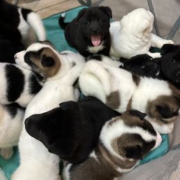 Akita Puppies from Gloe Akita's