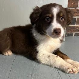 Girl 1 - Red tri Miniature Australian Shepherd puppy in Hokes Bluff, Alabama from Alegria Toy Aussies