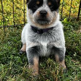 Purple Collar Girl 2 - Blue female Australian Cattle Dog puppy in Irvington, Kentucky from Dry Valley’s Australian Cattle Dogs