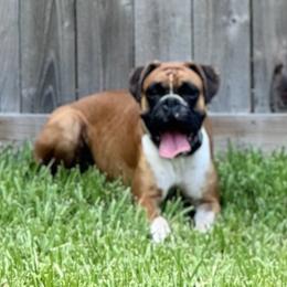 Roxie - Boxer