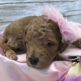 Goldendoodle and Poodle Puppies from Mustanghills Doodles and Poodles