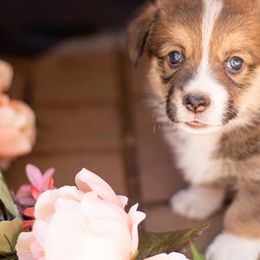 Pembroke Welsh Corgis from Peña Paddock