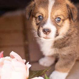 Pembroke Welsh Corgis from Peña Paddock