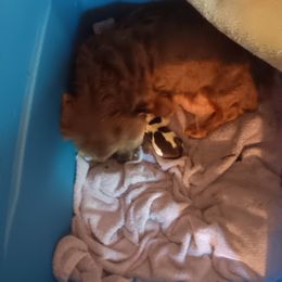 Dachshund Puppies from Lauren's Dachshunds