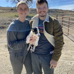 Pembroke Welsh Corgi Puppies from Loves Classic Corgis