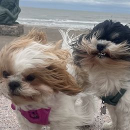 Shih Tzus from Leslie’s Shih Tzus