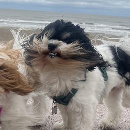 Shih Tzus from Leslie’s Shih Tzus
