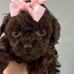 Aussiedoodles, Havapoos, and Poodles from Creekside Ranch