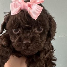 Aussiedoodles, Havapoos, and Poodles from Creekside Ranch