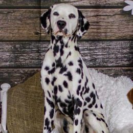 Laken - Dalmatian